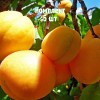 Комплект 5шт / Абрикос Пикантный