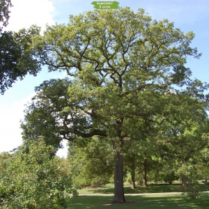 Саженцы дуба Каштанолистного 60-100 см -  комплект 5 шт.