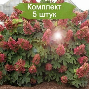 Комплект 5шт
 / Гортензия Wim's Red (Вимс Ред) (метельчатая)
