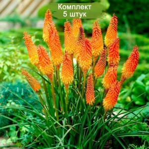 Саженцы Книфофии -  комплект 5 шт.