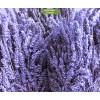 Саженцы лавандина Сойерс (Sawyers) -  комплект 5 шт.
