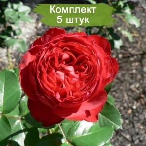 Саженцы чайно-гибридной розы Травиата (Traviata) -  комплект 5 шт.
