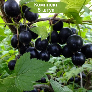 Саженцы черной смородины Добрыня -  комплект 5 шт.