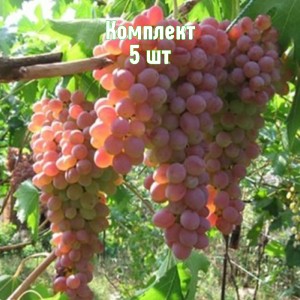 Комплект 5шт / Виноград Ассоль