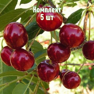 Комплект 5шт / Вишня Причуда