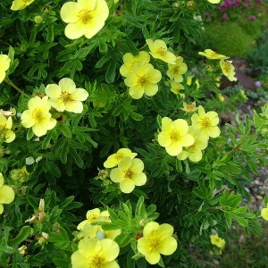 Саженец лапчатки кустарниковой (Курильского чая) Фридхем (Fridhem) 