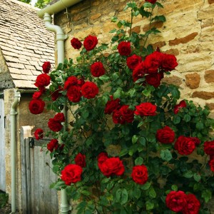 Саженец плетистой розы Черный Букет 