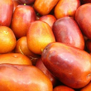 Саженец Зизифуса (Унаби) Та-ян-цзяо