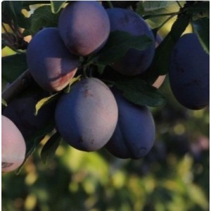 Слива Венгерка Корнеевская