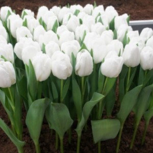 Тюльпан Антарктика (Antarctica)