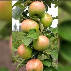 Яблоня Янтарное Ожерелье (колоновидная)