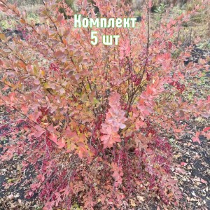 Комплект 5шт / Барбарис Тунберга Ред Рокет 5лет