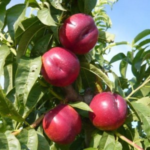 Саженец нектарина колоновидного Рубиновый 7